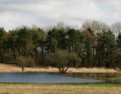 Natural landscape featuring trees and a lake